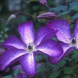 Клематис витицелла 'Веноза Виолацея' / Clematis Viticella 'Venosa Violacea'